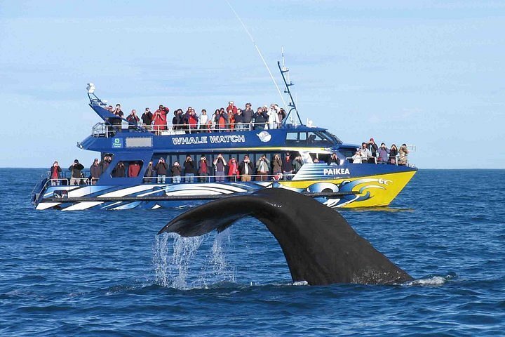 Whale Watching & Beach Time